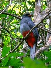 Slaty-tailed Trogon
